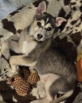 Mixed Breed Dogs Available for Adoption - Saint | PetCurious