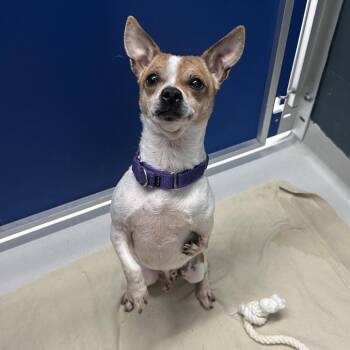 Nemo -  Chihuahua Dog for Adoption in Enfield, New Hampshire - Nemo | PetCurious
