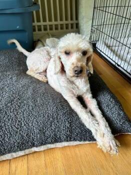 ABBY in RHODE ISLAND -  Goldendoodle and Miniature Poodle Dog for Adoption in West Warwick, Rhode Island - ABBY In RHODE ISLAND | PetCurious