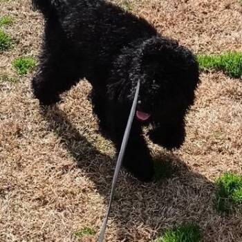 Poodle and Black Labrador Retriever Dogs Available for Adoption - Ziva | PetCurious