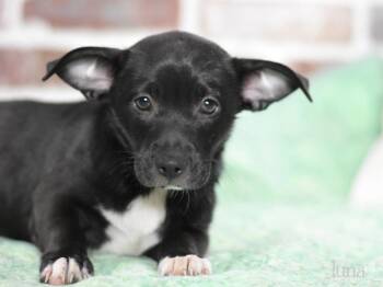 Rescue Terrier and Shepherd Dogs for Adoption in Conroe, Texas - Luna (The Magnificent Seven) | PetCurious
