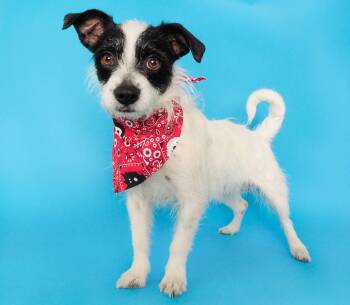 Rescue Terrier and Chihuahua Dogs for Adoption in Phoenix, Arizona - Bandit | PetCurious