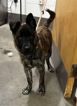 SUNNI -  Dutch Shepherd and Belgian Shepherd Malinois Dog for Adoption - SUNNI | PetCurious