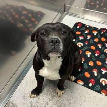 Mixed Breed Dogs Available for Adoption in Davenport, Iowa - Anna | PetCurious