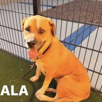 Nala -  Golden Retriever and Mixed Breed Dog for Adoption in Glendale, Arizona - Nala | PetCurious