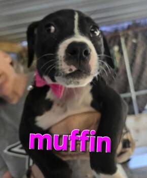 Rescue Pit Bull Terrier Dogs for Adoption in Arlee, Montana - Muffin | PetCurious