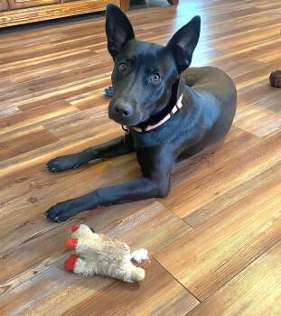Lady -  German Shepherd Dog Dog for Adoption in Salamanca, New York - Lady | PetCurious