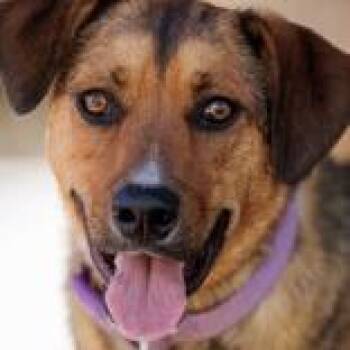 Cattle Dog Dogs Available for Adoption in Wickenburg, Arizona - Joey | PetCurious
