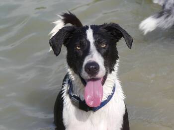 Rescue Border Collie and Mixed Breed Dogs for Adoption in The Woodlands, Texas - Lindy Hop | PetCurious