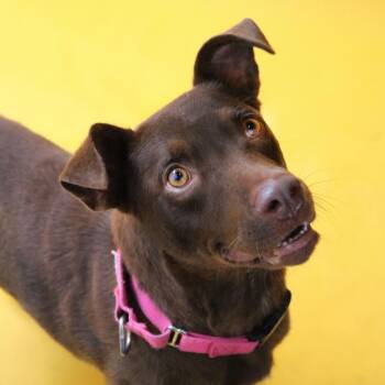 Hershey -  Labrador Retriever and Mixed Breed Dog for Adoption - Hershey | PetCurious