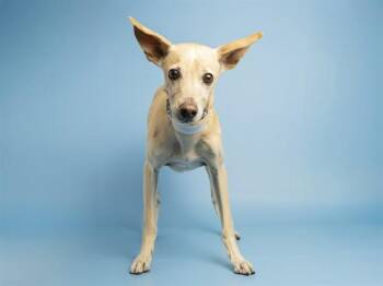 Chihuahua Dogs Available for Adoption in Phoenix, Arizona - WEASLEY | PetCurious