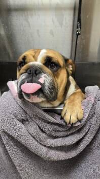 American Bulldog Dogs Available for Adoption in Plymouth, Michigan - Quinne 260 | PetCurious