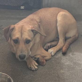 Lacey A2279604 -  Pit Bull Terrier Dog for Adoption in Los Angeles, California - Lacey A2279604 | PetCurious
