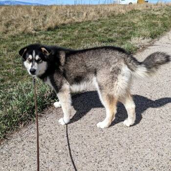 Alaskan Malamute Dogs Available for Adoption in Gillette, Wyoming - Denver | PetCurious