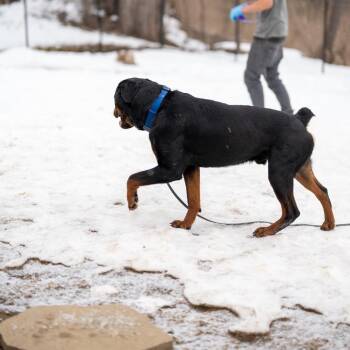 Rottweiler Dogs Available for Adoption - Kaldr | PetCurious