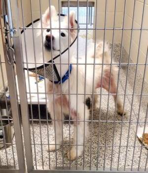 Milo -  Mixed Breed Dog for Adoption in Fairfax, Virginia - Milo | PetCurious