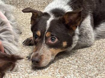 TINKY-WINKY -  Australian Cattle Dog Blue Heeler and Mixed Breed Dog for Adoption in Colorado Springs, Colorado - TINKY-WINKY | PetCurious