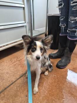 Lil Bit -  Australian Shepherd Dog for Adoption in Bolivar, Missouri - Lil Bit | PetCurious