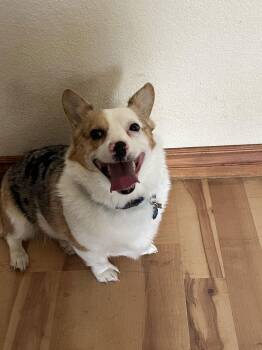 Corgi Dogs Available for Adoption - Pixel | PetCurious