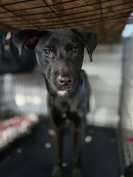 Black Labrador Retriever Dogs Available for Adoption - Diesel | PetCurious