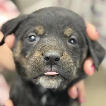 Australian Cattle Dog Blue Heeler Dogs Available for Adoption in Midland, Texas - Buzz | PetCurious