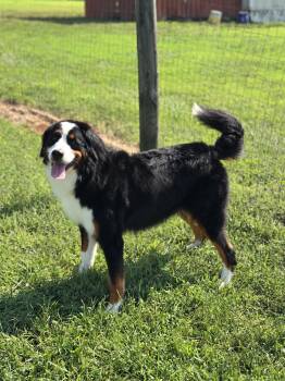Oreo Sep 26 -  Bernese Mountain Dog Dog for Adoption in Pacolet, South Carolina - Oreo Sep 26 | PetCurious