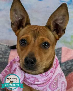 Margot -  Jack Russell Terrier and Dachshund Dog for Adoption in Kennesaw, Georgia - Margot | PetCurious