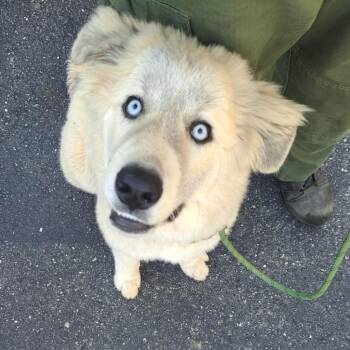Pongo -  Great Pyrenees Dog for Adoption in Mocksville, North Carolina - Pongo | PetCurious