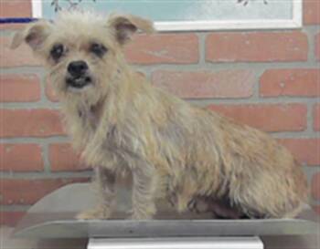 A2083325 -  Cairn Terrier Dog for Adoption in Houston, Texas - A2083325 | PetCurious