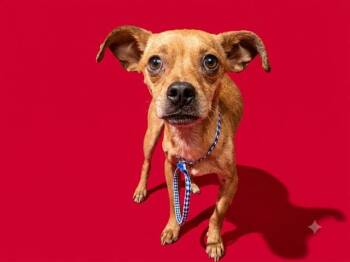 SQUASH -  Mixed Breed Dog for Adoption in Jacksonville, Florida - SQUASH | PetCurious