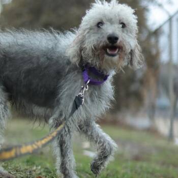 Mixed Breed Dogs Available for Adoption - Clarence | PetCurious