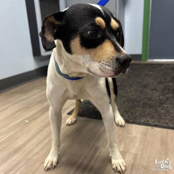 Alba -  Beagle Dog for Adoption in Washington, District Of Columbia - Alba | PetCurious