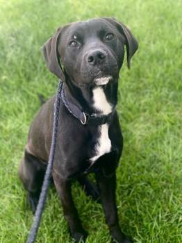 Labrador Retriever and Mixed Breed Dogs Available for Adoption in Dayton, Ohio - ROGER | PetCurious