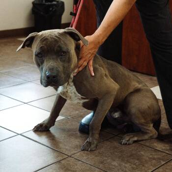 Diesel -  Pit Bull Terrier and Mixed Breed Dog for Adoption in Mocksville, North Carolina - Diesel | PetCurious