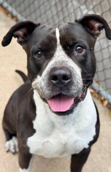 Propeller -  Pit Bull Terrier Dog for Adoption in Chicago, Illinois - Propeller | PetCurious
