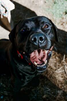 Rescue Black Labrador Retriever Dogs for Adoption in Belleville, Michigan - Bear | PetCurious