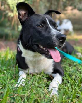 Rescue American Bully and Mixed Breed Dogs for Adoption in Houston, Texas - Cori | PetCurious