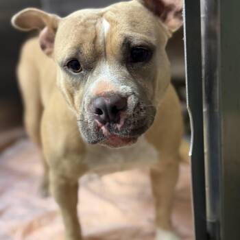 Mixed Breed Dogs Available for Adoption - Sasha | PetCurious