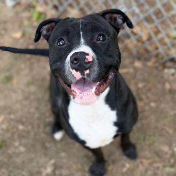 Mixed Breed Dogs Available for Adoption - Apollo | PetCurious