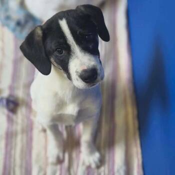 Blackjack -  English Coonhound Dog for Adoption in Newport, Tennessee - Blackjack | PetCurious