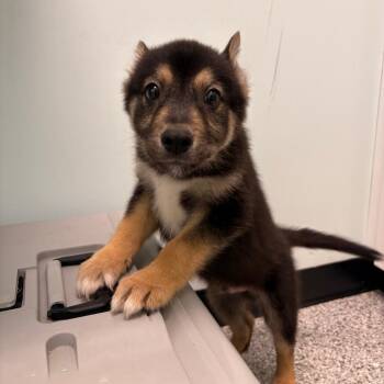 Mixed Breed Dogs Available for Adoption - Pea | PetCurious