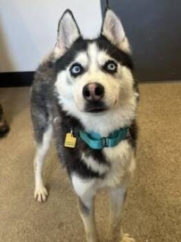 Commodore -  Siberian Husky Dog for Adoption in Cleveland, Ohio - Commodore | PetCurious
