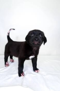 Rescue Labrador Retriever Dogs for Adoption in Bixby, Oklahoma - T
