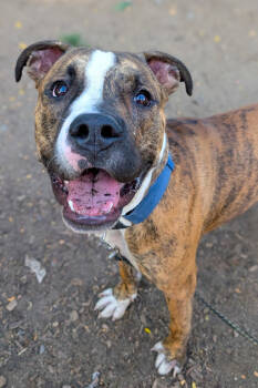 Rescue Mixed Breed Dogs for Adoption in Cincinnati, Ohio - Foam Finger | PetCurious