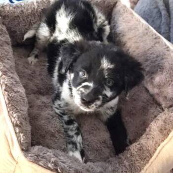 Yoda -  Australian Shepherd and Mixed Breed Dog for Adoption in Columbia, Illinois - Yoda | PetCurious