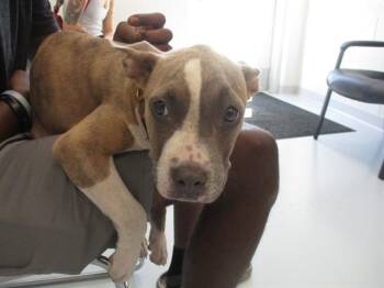 METALLICA -  Pit Bull Terrier Dog for Adoption in Ocala, Florida - METALLICA | PetCurious