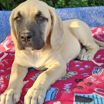 Mixed Breed and Mastiff Dogs Available for Adoption in Pelham, New Hampshire - Jujube | PetCurious