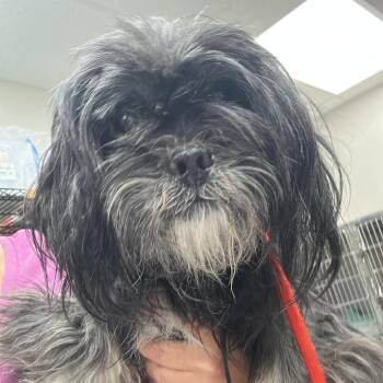 Kelso -  Mixed Breed Dog for Adoption in Fredericksburg, Virginia - Kelso | PetCurious