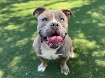 LEBOWSKI -  Pit Bull Terrier and American Bulldog Dog for Adoption in Antioch, California - LEBOWSKI | PetCurious