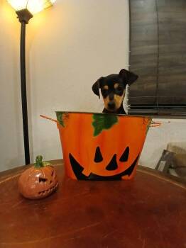 Toffee -  Miniature Pinscher and Mixed Breed Dog for Adoption in Las Vegas, Nevada - Toffee | PetCurious